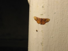 Metallaxis semipurpurascens