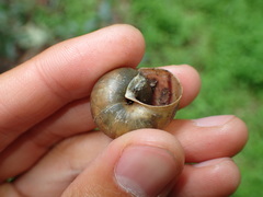 Helminthoglypta petricola