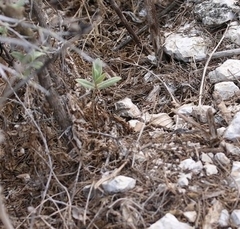 Podarcis pityusensis