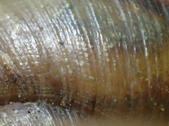 Helminthoglypta petricola