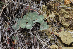 Trifolium owyheense