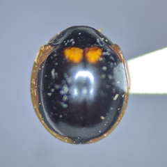 Exochomus subrotundus