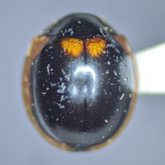 Exochomus subrotundus