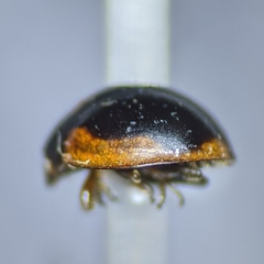 Exochomus subrotundus