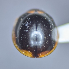 Exochomus subrotundus