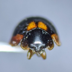 Exochomus subrotundus