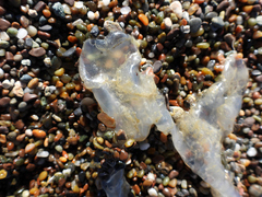 Phacellophora camtschatica