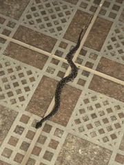 Bothrops jararacussu