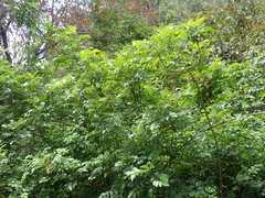 Campsis