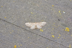 Idaea efflorata