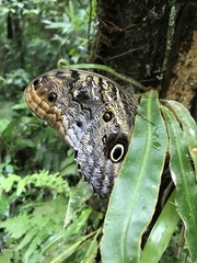 Caligo brasiliensis