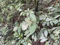 Miconia paleacea