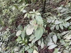 Miconia paleacea