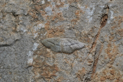 Idaea mediaria