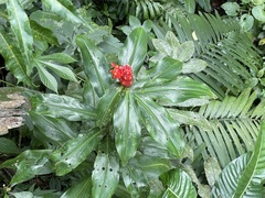 Costus woodsonii