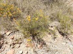 Senna aphylla