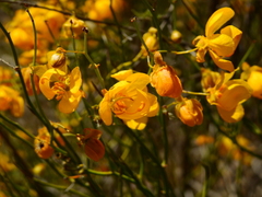 Senna aphylla