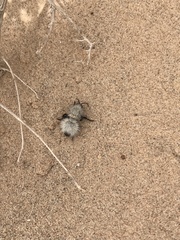 Dasymutilla nocturna