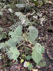 Begonia corredorana image