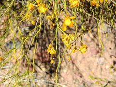 Senna aphylla