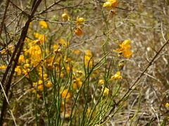 Senna aphylla
