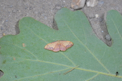 Idaea ostrinaria