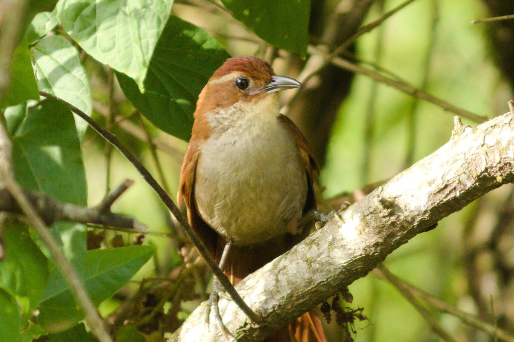 Canebrake Groundcreeper