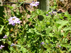 Glandularia mendocina