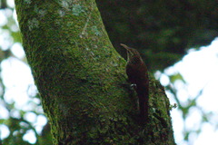 Lepidocolaptes falcinellus