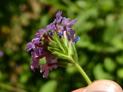 Glandularia mendocina