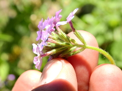 Glandularia mendocina