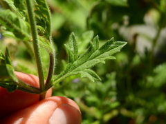 Glandularia mendocina