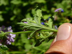 Glandularia mendocina