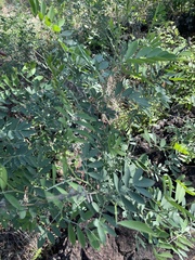 Tephrosia zoutpansbergensis