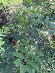 Tephrosia zoutpansbergensis