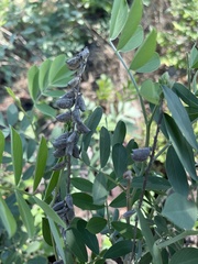 Tephrosia zoutpansbergensis