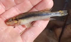 Percina nigrofasciata