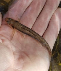 Percina nigrofasciata