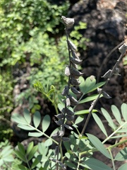 Tephrosia zoutpansbergensis