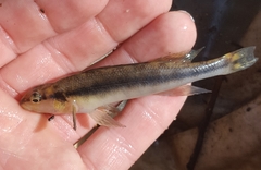 Percina nigrofasciata