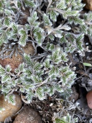 Selaginella dregei