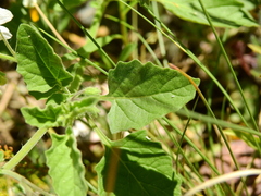 Solanum tweedianum