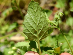 Solanum tweedianum