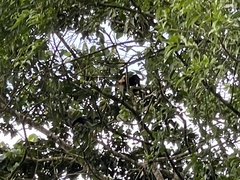 Alouatta palliata