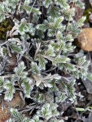 Selaginella dregei