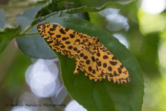 Epobeidia tigrata tigrata