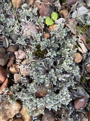Selaginella dregei