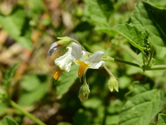 Solanum tweedianum