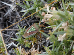 Acledra albocostata lueri