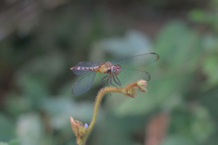 Erythrodiplax andagoya